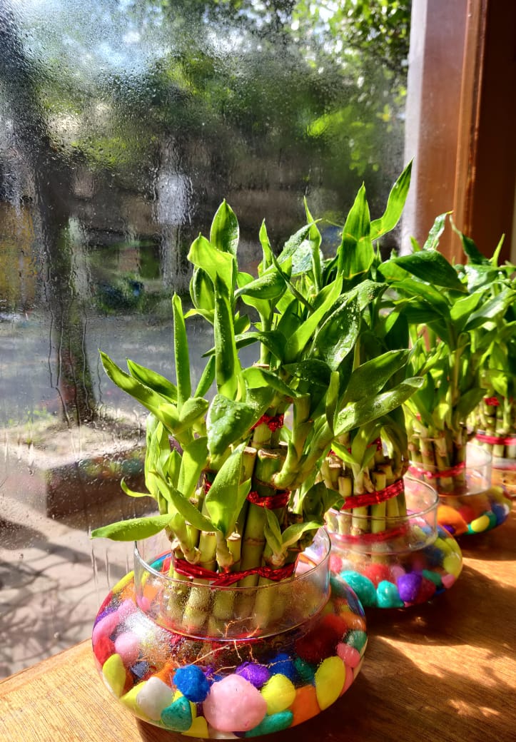 Lucky Bamboo